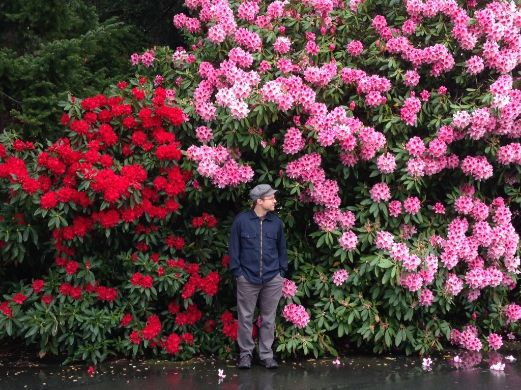 Rhododendrons in Victoria